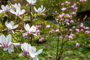 Schöne Krokusblühten im Garten