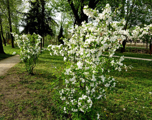 Ornamental apple trees in the park on the square have the shape of shrubs branching directly from the ground. They are wrapped in lots of small cherry-sized red apples. grass, spring