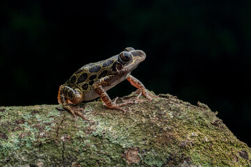 Senegal Running Frog (Kassina senegalensis) is a species of frog native to Africa.