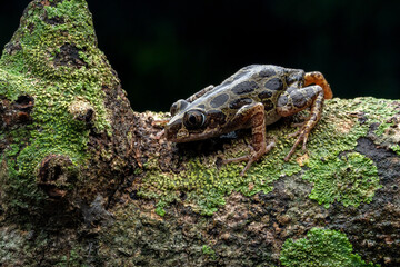 Senegal Running Frog (Kassina senegalensis) is a species of frog native to Africa.