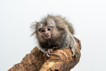 The Marmoset also known as Zaris or Sagoin, is one of twenty-two species New World monkey. 