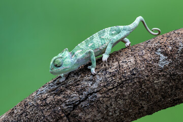 Veiled Chameleon (Chamaeleo calyptratus) is climbing on a tree branch.