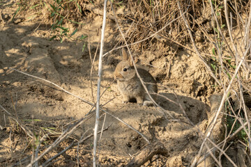 Nahaufnahme eines Wildkaninchen (oryctolagus cuniculus) 