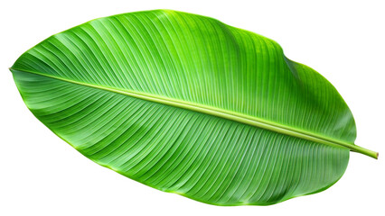 Tropical green palm leaf cut out