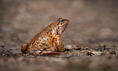 Nahaufnahme einerErdkröte (Bufo bufo) , seitliche Ansicht