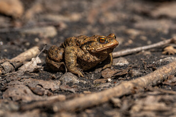 Nahaufnahme einerErdkröte (Bufo bufo) , Aufnahme schräg von vorne