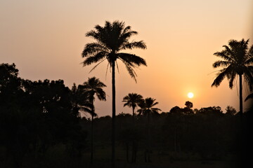 Puesta de sol sobre siluetas de palmeras en Sierra Leona - obrazy, fototapety, plakaty