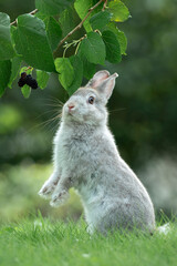 The Netherland Dwarf Chinchilla is a breed of domestic rabbit originated in the Netherlands. The species is one of the smallest rabbit breeds.