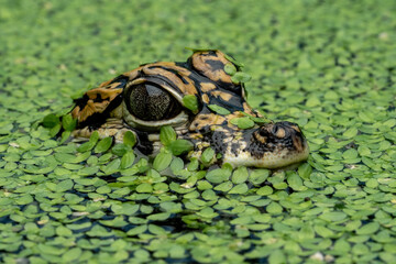 Closeup head of Chinese Alligator (Alligator sinensis) also known as the Yangtze Alligator. The...