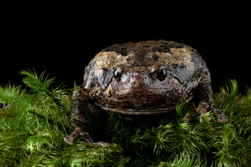 Kaloula baleata, the Flower Pot Toad or the Smooth-fingered Narrow-Mouthed Frog, is native to Borneo, Indonesia.