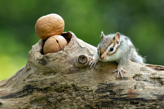 The Chipmunk (Tamias) and the walnuts.