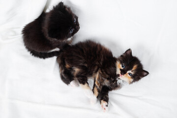 Two cute kittens on white sheet background.