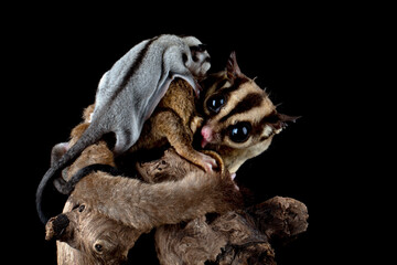 The Sugar Glider (Petaurus breviceps) is holding the baby. Sugar Glider is a small exotic pet...