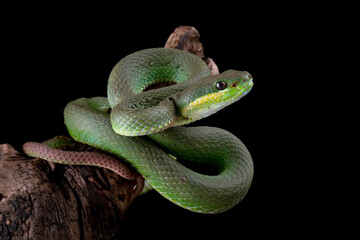 Green Tree Pit Viper (Trimeresurus albolabris) is a venomous pit viper found in Indonesia.