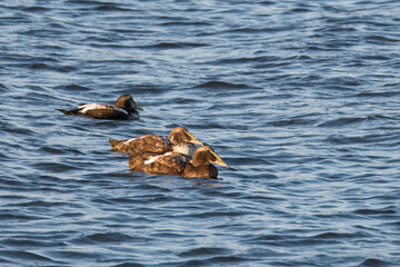 Eiders, Somateria mollissima, adults in eclipse plumage swimming in Limfjord, Nordjylland, Denmark - obrazy, fototapety, plakaty