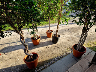 ficuses ready for sale to the customer.twisted spirals and intertwined stems. the produce of...