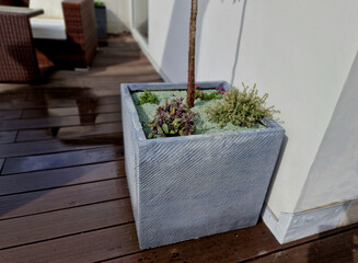 self-watering pots made of gray plastic on a wooden plank terrace planted with grasses and pine trees in dwarf forms. a row of rectangular flower pots along the wall.
