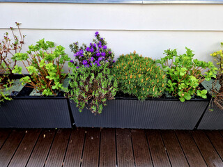 self-watering pots made of gray plastic on a wooden plank terrace planted with grasses and pine...