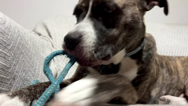 Video of a dog is laying on a couch with a blue leash in its mouth