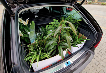 a car trunk full of plants that wives buy for the interior as decoration. in boxes in the parking...