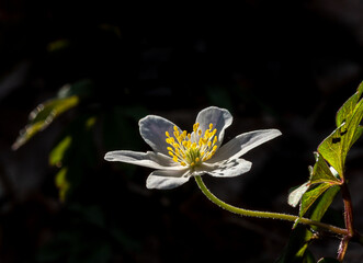 erblütes Buschwindröschen (Anemone nemorosa) vor dunklem Hintergrund