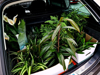 a car trunk full of plants that wives buy for the interior as decoration. in boxes in the parking lot in the family station wagon car © Michal