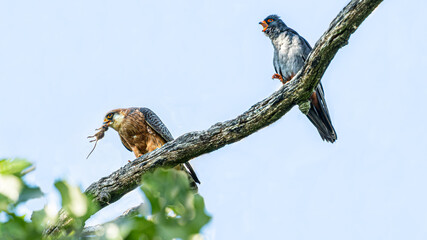 Rotfußfalke (Falco vespertinus) hat eine Maus als Brautgeschenk überreicht, Weibchen hat Maus in Schnabel, Männchen hat geöffneten Schnabel - obrazy, fototapety, plakaty