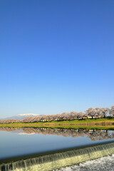 白石川堤一目千本桜の風景 ( HITOME SENBON ZAKURA : A superb viewing spot that lets you observe all of the Hitome Senbon Zakura along the Shiroishi River with Mt. Zao in the background. )