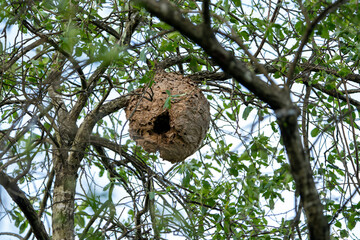 Asian wasp nest, Vespa velutina in a tree. - obrazy, fototapety, plakaty