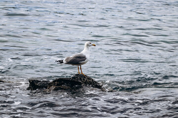 A seagull sits on a rock in the sea, in the vicinity of the Saint-Jean-Cap-Ferrat peninsula