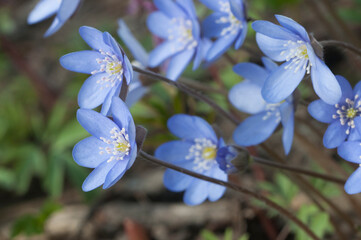Anemone hepatica flowering in a spring garden