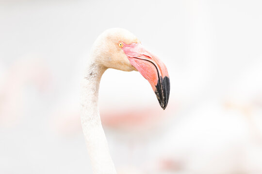 Portrait eines Rosa Flamingos