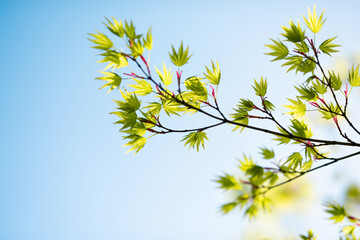 Beautiful tree branch with young leaves. Springtime. Beautiful picturesque spring background in Japanese style. Shallow depth of field. Macro.