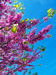 Branches avec fleurs roses de l'arbre de Judée ( cercis siliquastrum ) sous le ciel bleu
