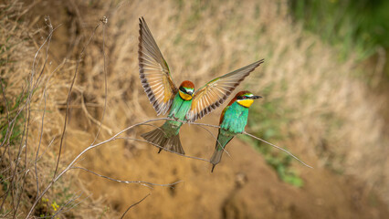 Bienenfresser Paar (Merops apiaster) sitzt nebeneinander auf Ast, ein Vogel hat die Flügel...