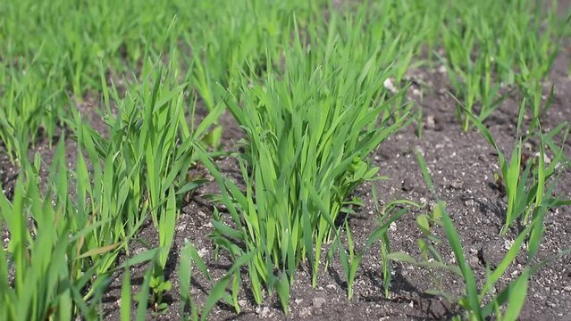 Landscape of young cereal seedlings growing in the field. Green wheat growing in the soil. Close-up of rye germination in the field. The concept of a good harvest.