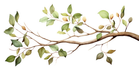 Obraz na płótnie Canvas PNG Branch plant leaf tree