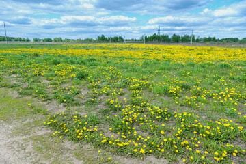 Sunny day on the field with blooming dandelions in natural park