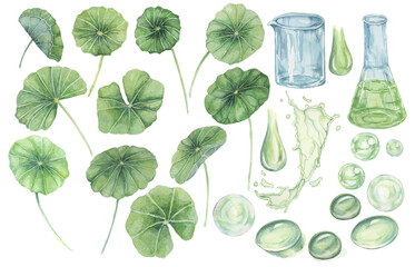 Centella asiatica, gotu cola leaves, flask, beaker, green splashes, bubbles and drops. Hand drawn pennywort watercolor illustration for cosmetics, packaging, beauty, labels, herbal dietary supplements - obrazy, fototapety, plakaty