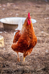 brown rooster on a farm - 787078895