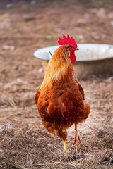brown rooster on a farm - 787079075