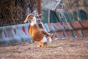ducks on the organic farm - 787079241