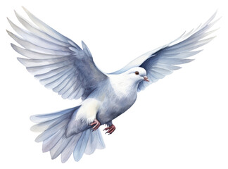 PNG  bird dove flying wildlife. 