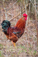 brown rooster on a farm - 787079689