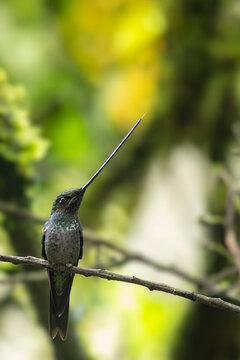 Beautiful Sword-billed hummingbird perched on an attractive branch, the only bird in the world with a bill longer than its body. Ensifera ensifera. 