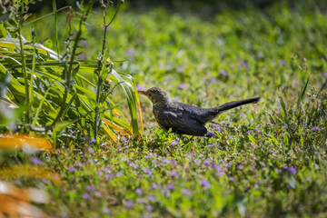 The blackbird nests in forests and gardens, building a cup-shaped nest, with well-defined shapes, rimmed with mud