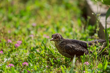 The female blackbird has brown plumage, the tones of which vary from one individual to another, presenting darker areas