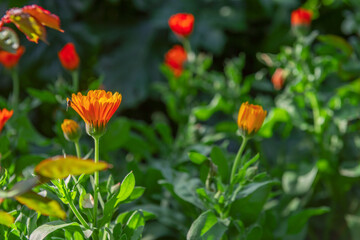 orange flowers on green grass background, flowers opening to the sun