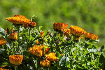 Orange gerberas: symbolize joy, laughter and euphoria
