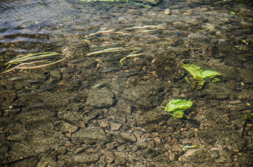 Small fish in the clear water of a mountain river. Selective focus.